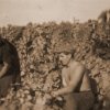 petovari_album_113_06c903