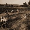 petovari_album_133_03c903