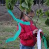 2017 Szent Iván éji tűzgyújtás, Májusfa állítás