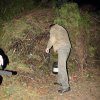 2017 Szent Iván éji tűzgyújtás, Májusfa állítás