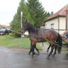 2018-Szüreti felvonulás