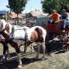 Gulyásfesztivál 2015