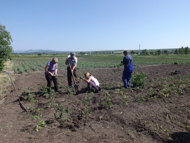 Szociális kert 2015