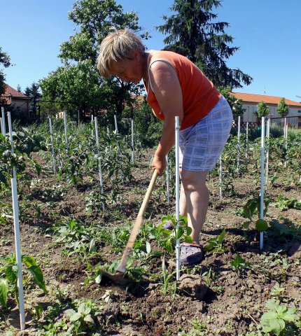 Szociális kert 2015