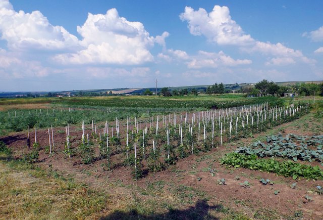 Szociális kert 2015