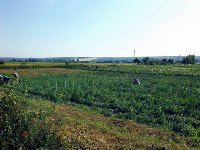 Szociális kert 2015