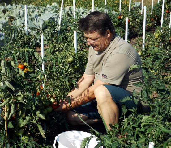 Szociális kert 2015