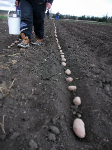 Szociális kert 2015