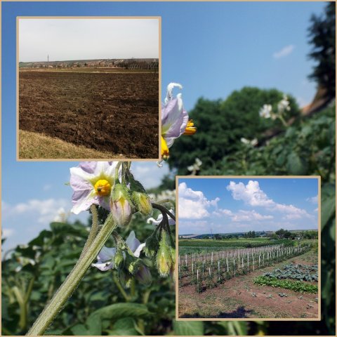 Szociális kert 2015