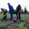 2015 - Szociális kert